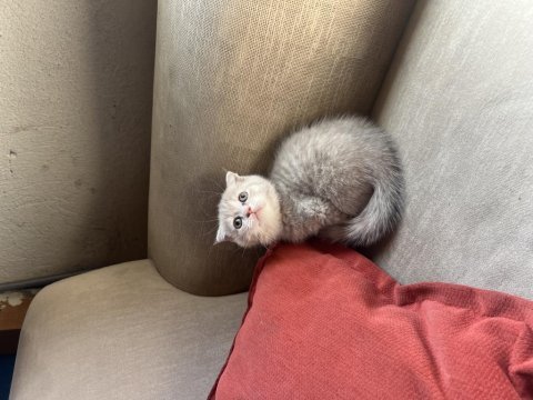 Çok güzel safkan yavru kediler uygun