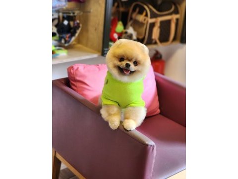 Show kalite 1 yaş pomeranian boo en iyisi