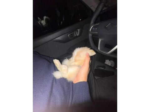 Evcil hollanda lop tavşanı
