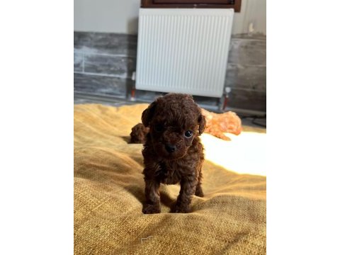 En kaliteli poodle yavruları