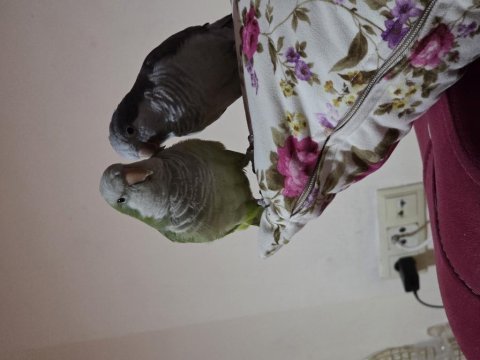 Evcil çift monk papağanı