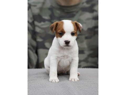 Fcı şecereli safkan 2 dişi yavru köpeğimiz aile arıyor