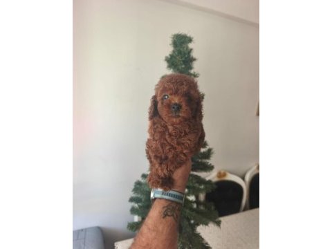 Toy poodle bebek köpekler