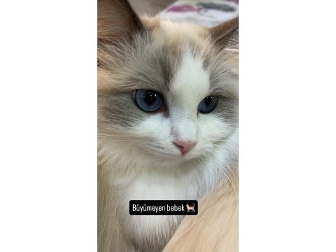 Ragdoll dişi kedime eş arıyorum