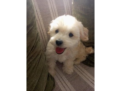 Çok tatlı maltese