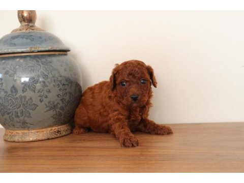 Red toy poodle yavrularımızı rezerveye açtık.