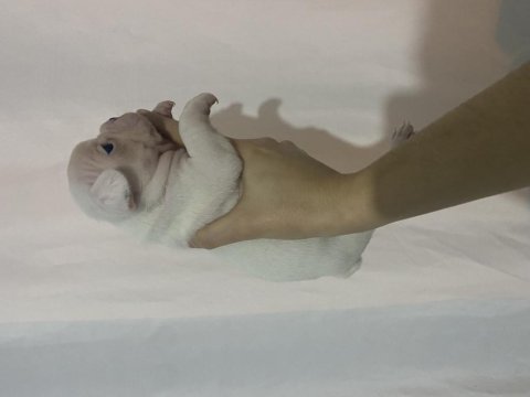 A kalite erkek yavru french bulldog