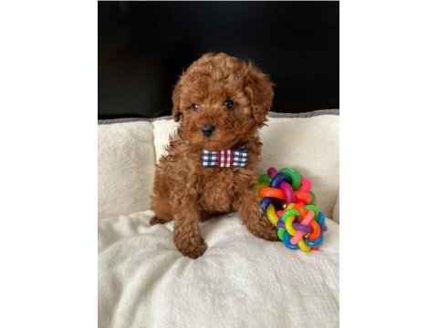Irk ve sağlık garantili toy poodle