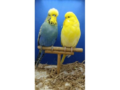 Hazır show ve jumbo muhabbet kuşu takım
