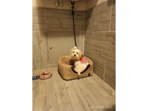 Yavru dişi maltese terrier