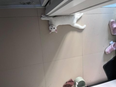 2 aylık british shorthair bebişlere yuva arıyorum