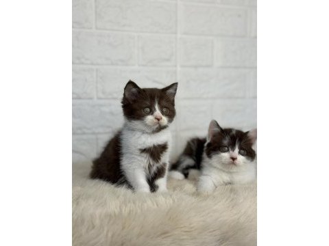 Özel cinnamon ve bicolor british shorthair kalite sevenlere