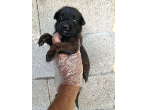 Kaliteli belçika kurdu beslemek isteyenler iletişime geçsin