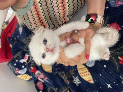 2 aylık safkan scottish fold bebekler
