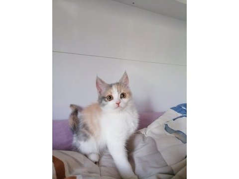 Chinchilla tekir melezi