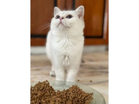 Show kalite british shorthair yavrular
