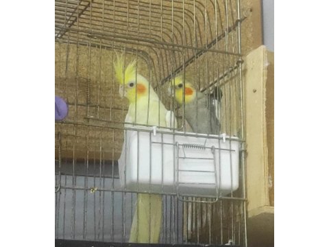 Lutino sultan papağanım