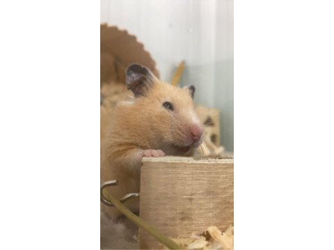 Hamster ve eşyaları