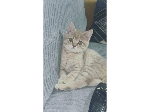 3 aylık erkek oynak ve tatlı bir kedidir