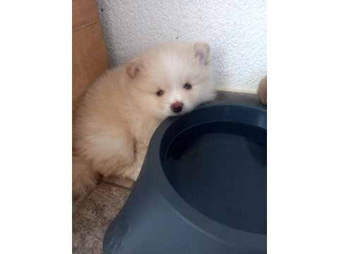 İki pomeranian yavrumuza aile arıyorum