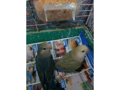 Yavru sevda papağanı