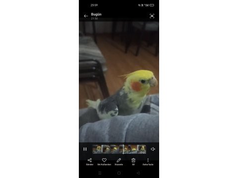 Konuşan papağanımız full evcil paşa