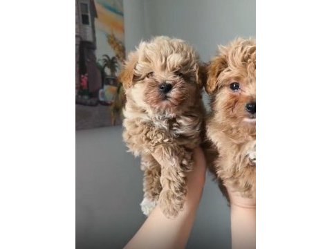 Kilo garantili ırkının en iyileri maltipoo