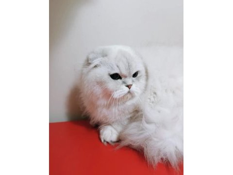 Scottish fold