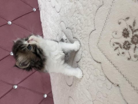 Kendi kedimizin yavrusu