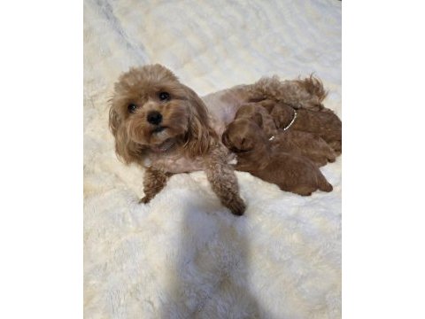 Maltipoo yavrularımız 