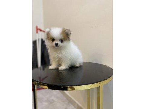 Erkek dişi pomeranian yavrular
