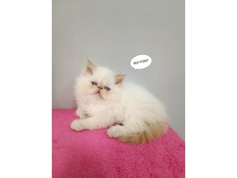 İran persian safkan sıfır burun mavi göz