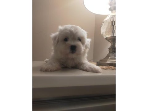 Ev doğumu sıfır numara maltese terrier yavrular