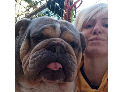Orijinal ırk english bulldog bebeklerim