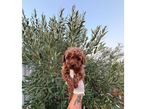 Dişi toy poodle