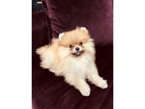 Irk ve kg garantili pomeranian boo yavrumuz