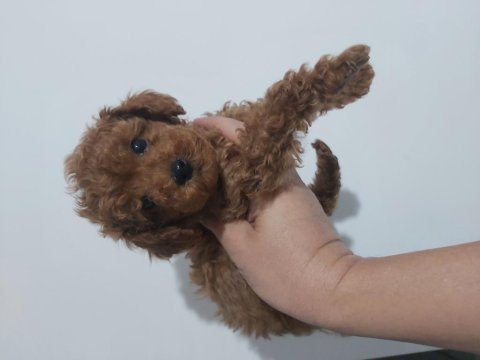 2.5 aylik erkek toy poodle