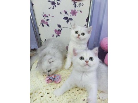 Silver chinchilla rengi safkan son kalan yavrumuz