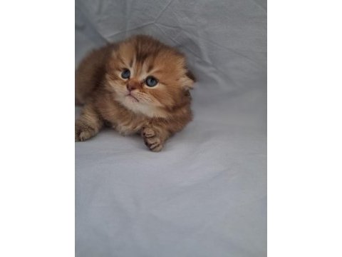 Çikolata golden british longhair yavrularımız