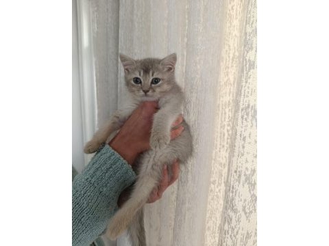British shorthair bebekler