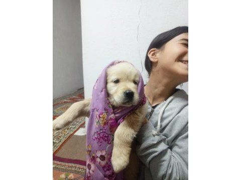 Baby face golden retriever dişi yavru