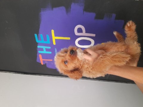 Maltipoo yavrumuz teslime hazır