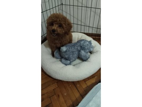 Toy poodle orjinal istanbul