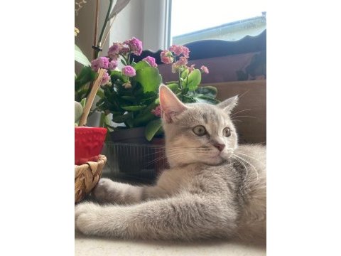 British shorthair yavrumuz yeni yuvasını bekliyor