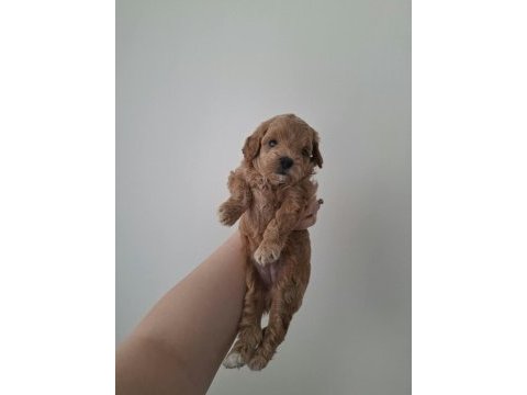 Ailemizde büyüyen maltipoo bebeklerim