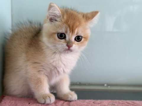 En güzel golden britsh longhair ve shorthair yavrular