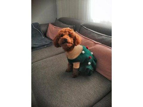 Poodle kızıma eş arıyorum