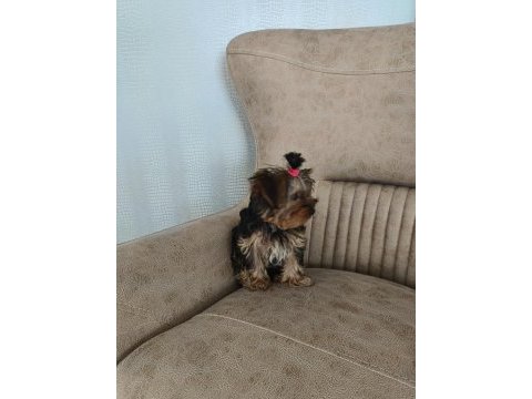 A kalite yorkshire terrier