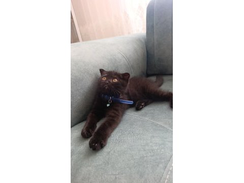 Scottish fold yavrusu