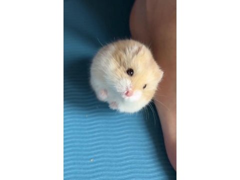 Gonzales evcil hamster